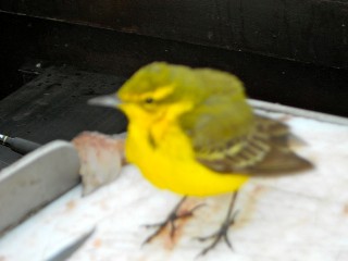 [Yellow Wagtail 1